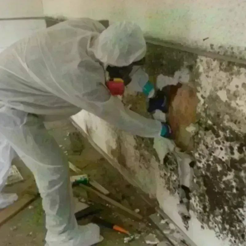 Mold Remediation and Removal in San Jacinto, CA